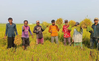 সুনামগঞ্জের হাওড়ে চলছে বোরো ধান কাটার উৎসব