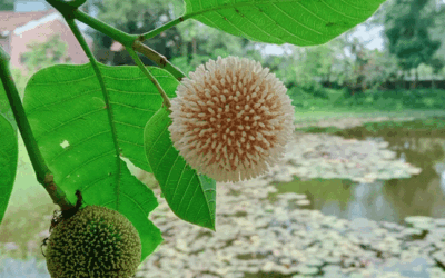 আষাঢের প্রথম দিনে বৃষ্টির দেখা নেই রংপুরে