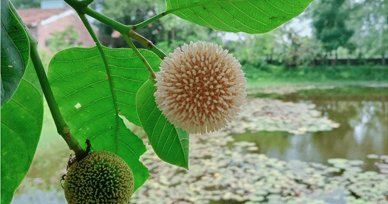 আষাঢের প্রথম দিনে বৃষ্টির দেখা নেই রংপুরে