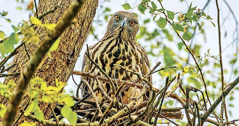দুই রূপের ইগলের জোড়া