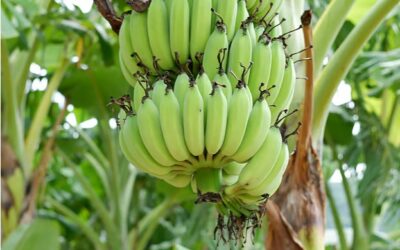 কাঁচকলার যত উপকারিতা