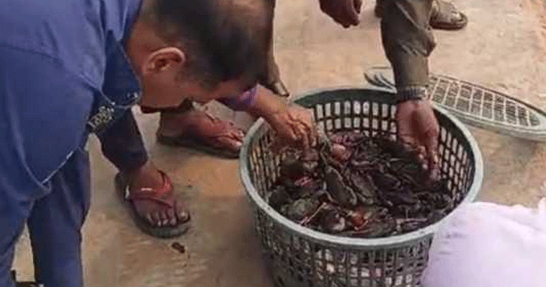 নিষেধাজ্ঞা অমান্য করে কাঁকড়া শিকার