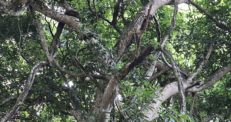 লতার মতো জড়িয়ে থাকা শত বছরের পুরোনো গাছ